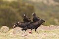 Thick-billed Raven (Corvus crassirostris) Royalty Free Stock Photo