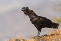 Thick-billed Raven - Corvus crassirostris Royalty Free Stock Photo