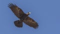 Thick-billed Raven in Flight