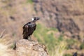 Thick-billed raven on a rock