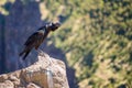 Thick-billed raven on a rock