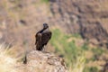 Thick-billed raven on a rock