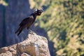 Thick-billed raven on a rock