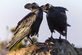 Thick-billed Raven, Simien Mountains