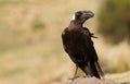 Thick-billed Raven (Corvus crassirostris) Royalty Free Stock Photo