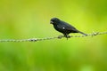 Thick-billed seed finch, Oryzoborus funereu, black bird sitting on barbed wire fence. Animal from Costa Rica, green clear backgrou Royalty Free Stock Photo