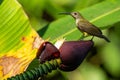 Thick-billed Spiderhunter perching on banana male flower bud looking into a distance