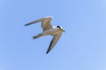 Thick-billed Tern (Phaetusa simplex) in Brazil