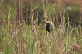 Thick-billed Weaver Royalty Free Stock Photo
