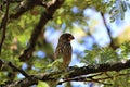 Thick-billed weaver taxon bird perched on a tree with blur background, selective focus shot Royalty Free Stock Photo