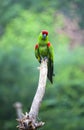 Thick-biller Parrot Royalty Free Stock Photo