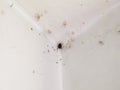 A thick black domestic spider sits in corner of the room between the ceiling and the wall. Royalty Free Stock Photo