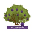 Thick blueberry bush with ripe healthy fruits all over