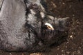 Thick boar sleeping in the mud. Dirty pig resting on the ground Royalty Free Stock Photo