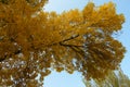 Thick branch of Fraxinus pennsylvanica tree with autumnal foliage against the sky