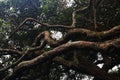 THICK BRANCHES ON A TREE IN A SUBTROPICAL FOREST