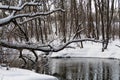 Thick branches of trees fallen into a forest river are covered with snow and are reflected in the water surface, winter background Royalty Free Stock Photo