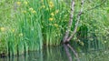 Thick of bright yellow irises on the shore of an abandoned pond Royalty Free Stock Photo