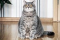 Thick British cat sitting on the floor