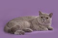 Thick British Shorthair cat on a pink background