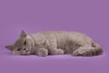 Thick British Shorthair cat on a pink background