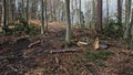 Tree Branches and Wood Shavings Scobs in Forest Destroyed by Lumberjack Industrial Deforestation Clearance Site