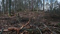Tree Branches and Wood Shavings Scobs in Forest Destroyed by Lumberjack Industrial Deforestation Clearance Site