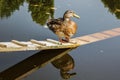 A thick brown duck stands on a wooden ladder in a pond and reflection in water