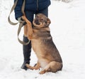 Thick brown mongrel dog sitting near man legs on snow