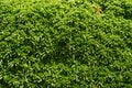 Thick brown moss close-up soft selective focus Royalty Free Stock Photo