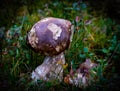 Brown edible mushroom