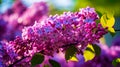 The thick brushes of lilacs that fill the air with the sweet smell of spring Royalty Free Stock Photo