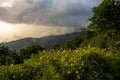 Thick Bush of Sunflowers Sit Below Cloudy Ridge In Great Smoky Mountains Royalty Free Stock Photo