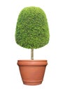 Thick bush of symmetric trimmed topiary tree in terracotta clay pot container isolated on white background Royalty Free Stock Photo