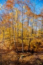 Thick carpet of autumn leaves at nature trail park in Rochester, Upstate New York, US, beautiful autumn leaf fallen on creek Royalty Free Stock Photo