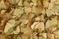A thick carpet of pencil shavings Royalty Free Stock Photo