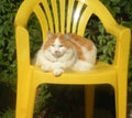 A thick castrated white-red fluffy cat lies on a yellow plastic armchair Royalty Free Stock Photo