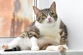 Thick cat on the windowsill Royalty Free Stock Photo