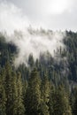 A thick cloud of fog rolls through the evergreen forest of Mount Rainier National Park, Washington. A moody foggy portrait landsca