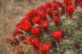 Thick Cluster Blooms Of A Mojave Mound Cactus Echinocereus triglochidiatus Royalty Free Stock Photo