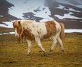 Thick coat of hair cover Icelandic horses in Winter