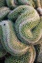 Thick coils of mammilaria cristata cactus.