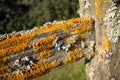 Thick Colorful Lichens on Old Wooden Fence Post, with Horizontal Upper Rail Leading Diagonally from Vertical Post.