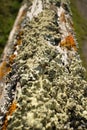 Thick Colorful Lichens on Old Wooden Fence Post, with upper post leading away from foreground