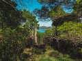 Thick coniferous forest of Dugi Otok island, Telascica National Park, Croatia Royalty Free Stock Photo