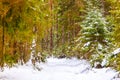 Thick coniferous forest after heavy blizzard. Winter in woods, snowy landscape Royalty Free Stock Photo