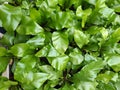 thick cover carpet asplenium nidus fern with shiny large leaves looks nice indoors gardening fresh goods