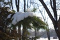 Thick cover of snow on branch of blue spruce in January Royalty Free Stock Photo