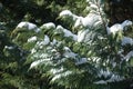Thick cover of snow on branch of Port Orford cedar in February
