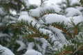 Thick cover of snow on branches of yew with immature male cones in mid January
